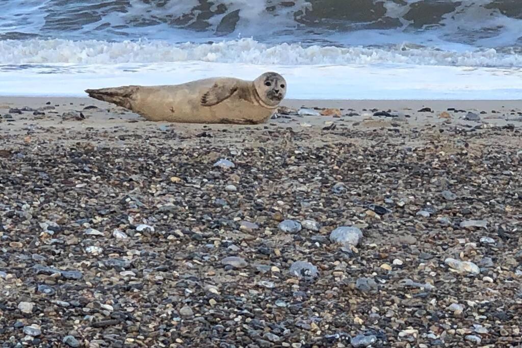Dog Friendly Cottage 2 Mins To Beach With Hot Tub And Zappi Ev Lessingham Eksteriør bilde
